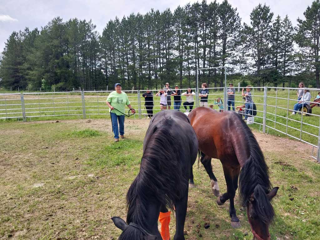 ojibwe horses