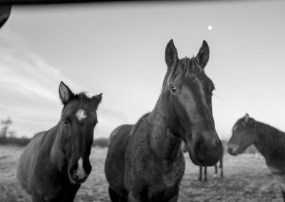 ojibwe horses