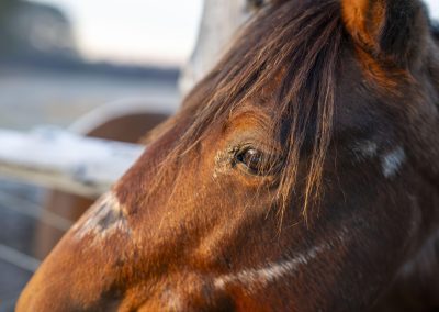 brown horse