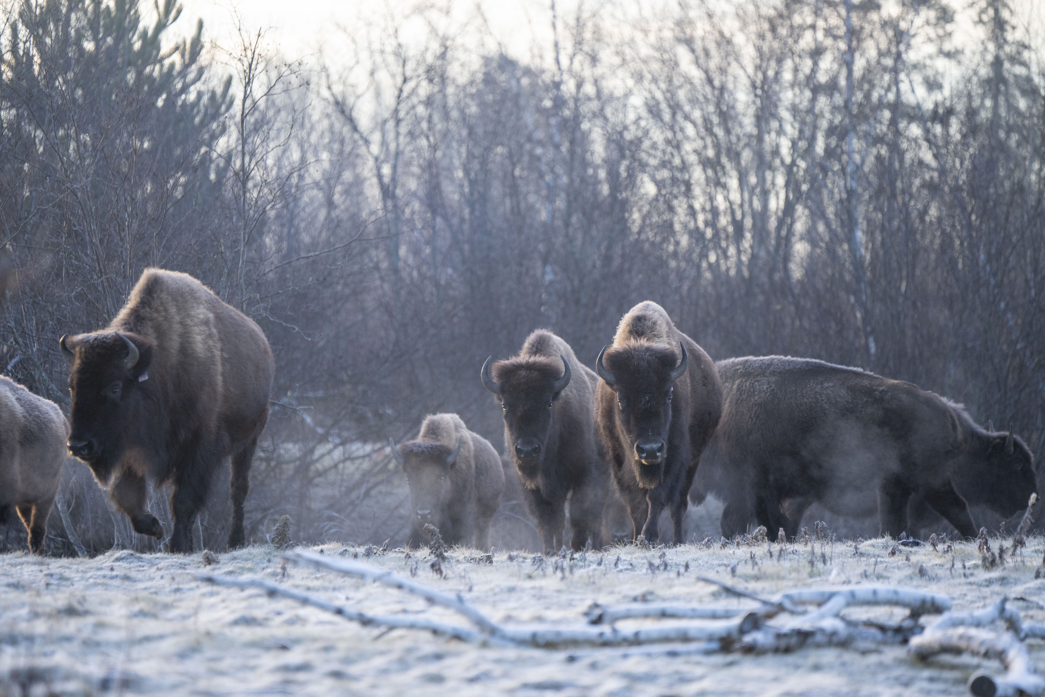 bison winter