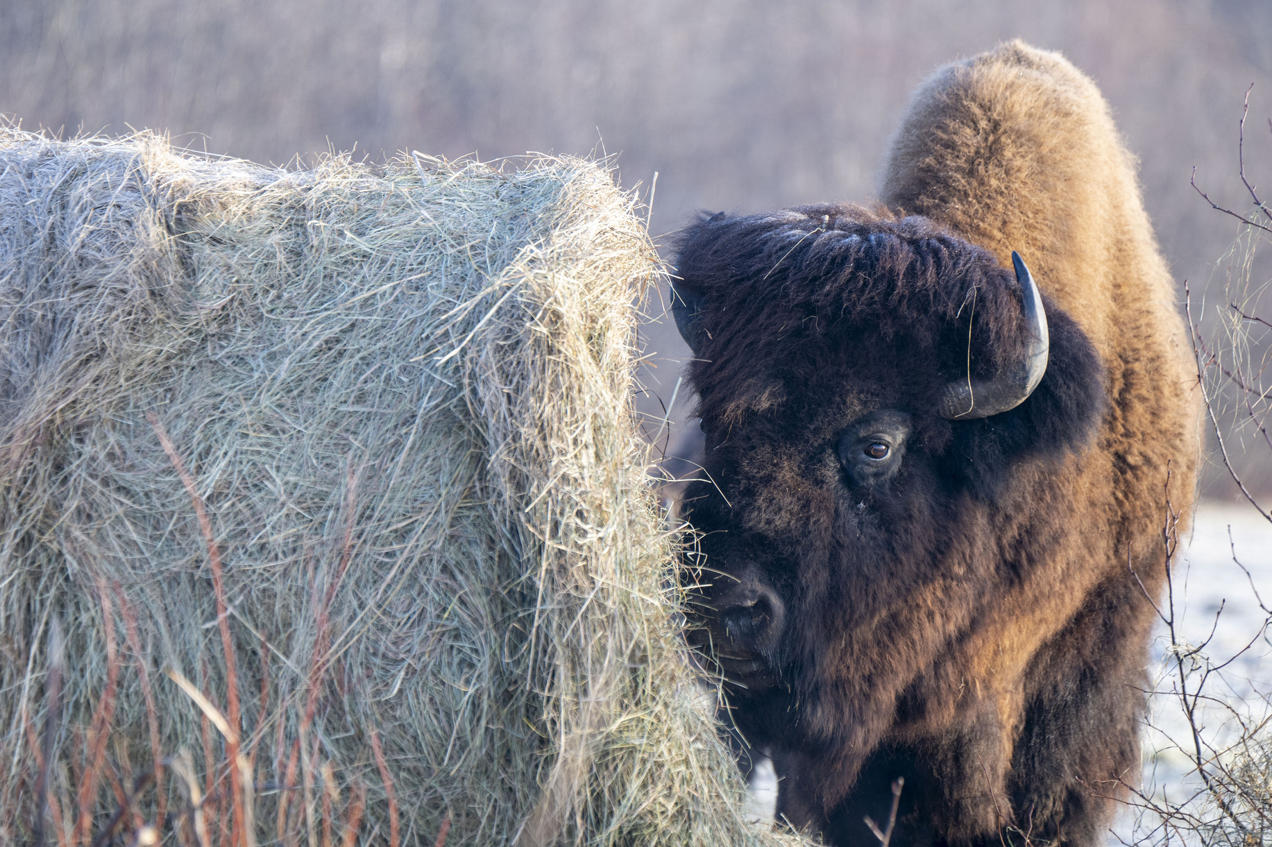 bison eating hay