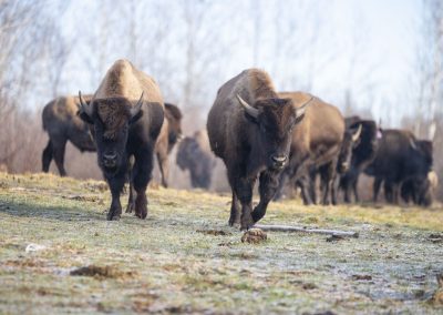 bison