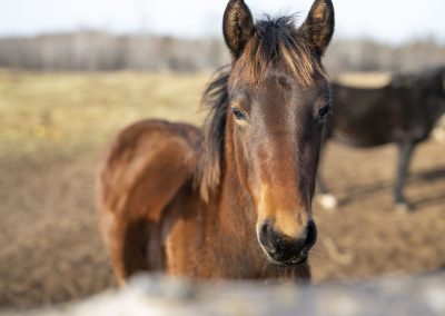 ojibwe horse