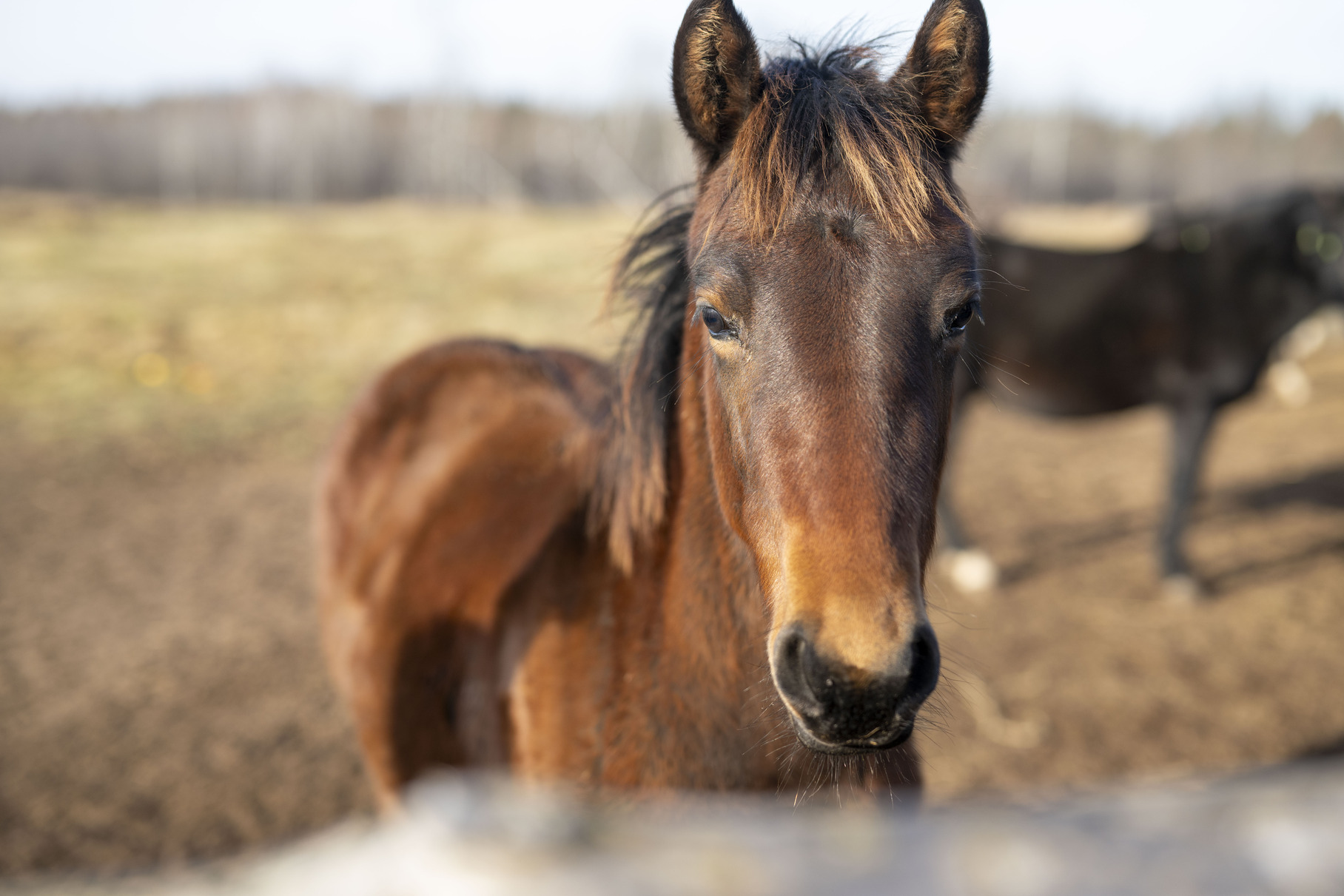 ojibwe horse