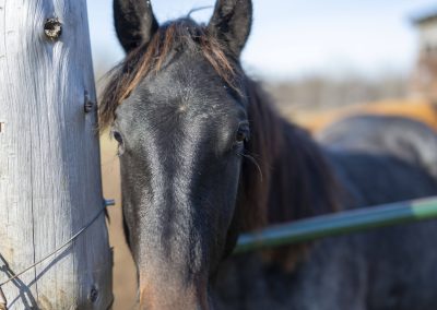 black horse