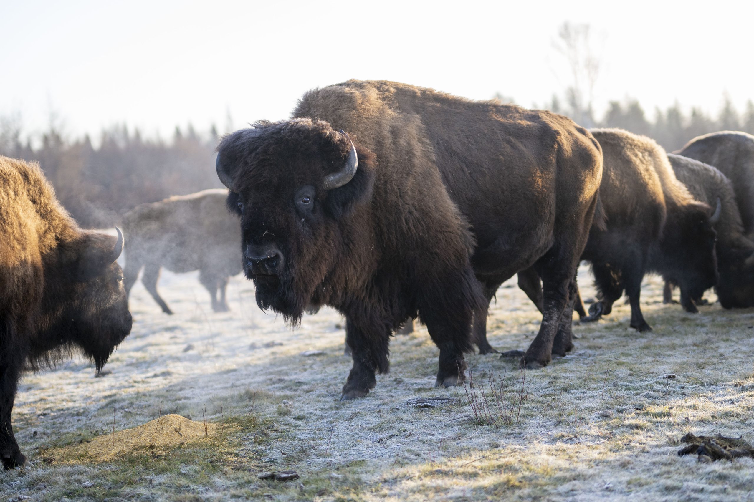 Bison
