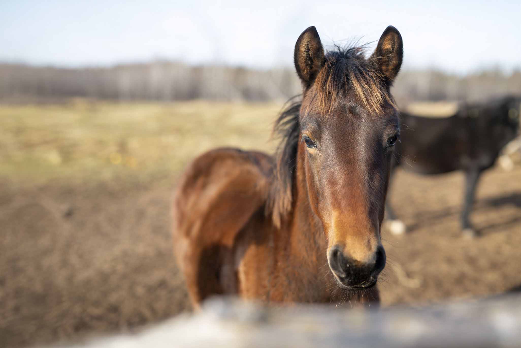 Ojibwe Horse